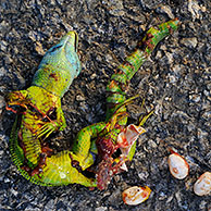 Westelijke smaragdhagedis (Lacerta bilineata), wijfje verkeersslachtoffer met eieren, La Brenne, Frankrijk

